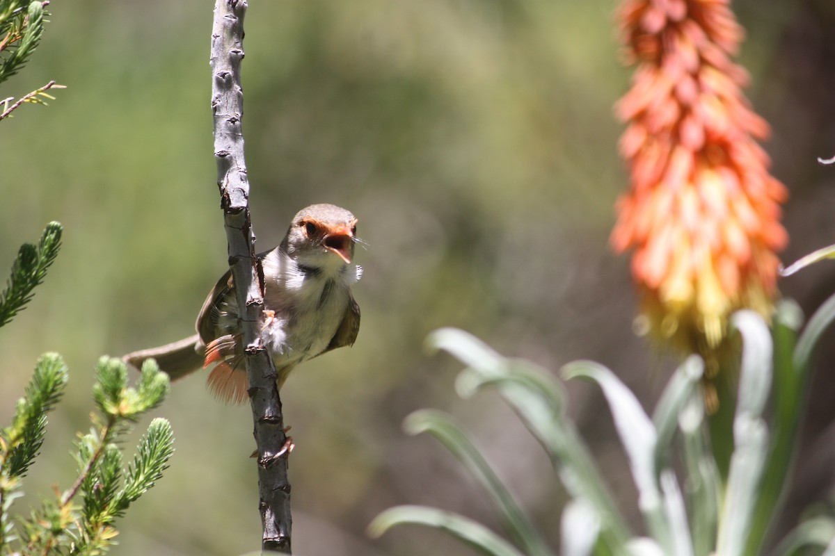 Superb Fairywren - ML645881575