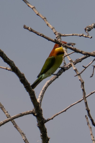 Chestnut-headed Bee-eater - ML645881576
