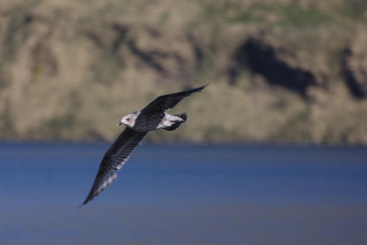 Yellow-billed Pintail - ML645881577