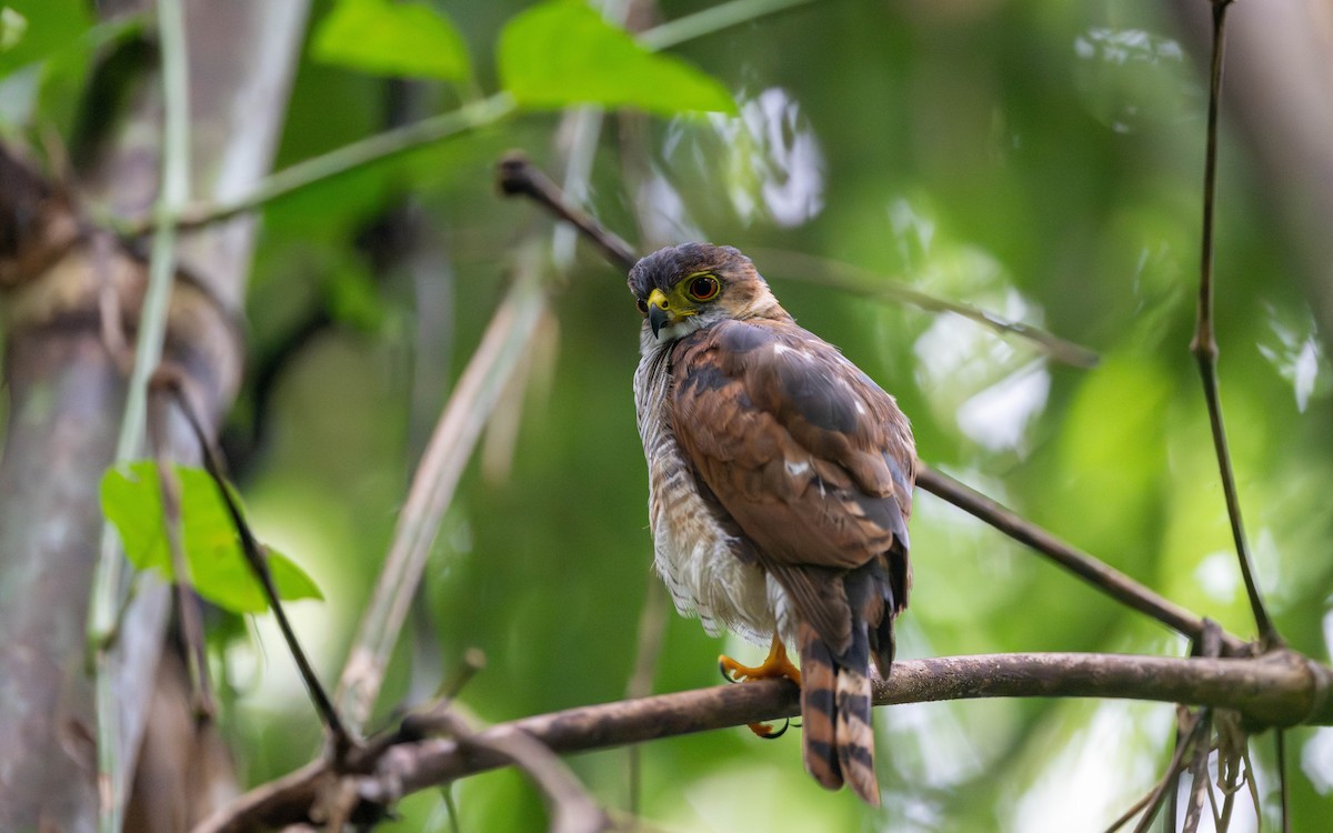Tiny Hawk - ML645881578