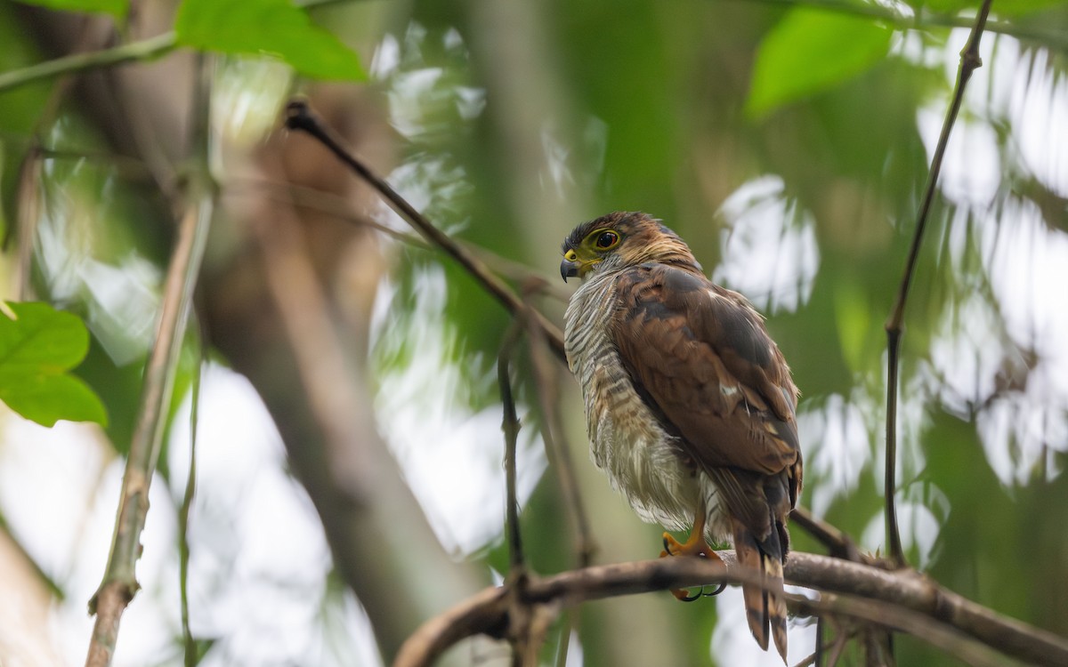 Tiny Hawk - ML645881579