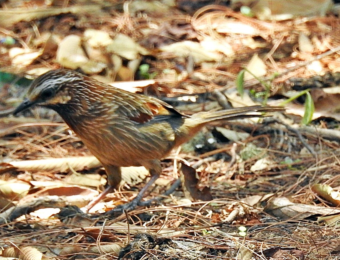 Striped Laughingthrush - ML645881581