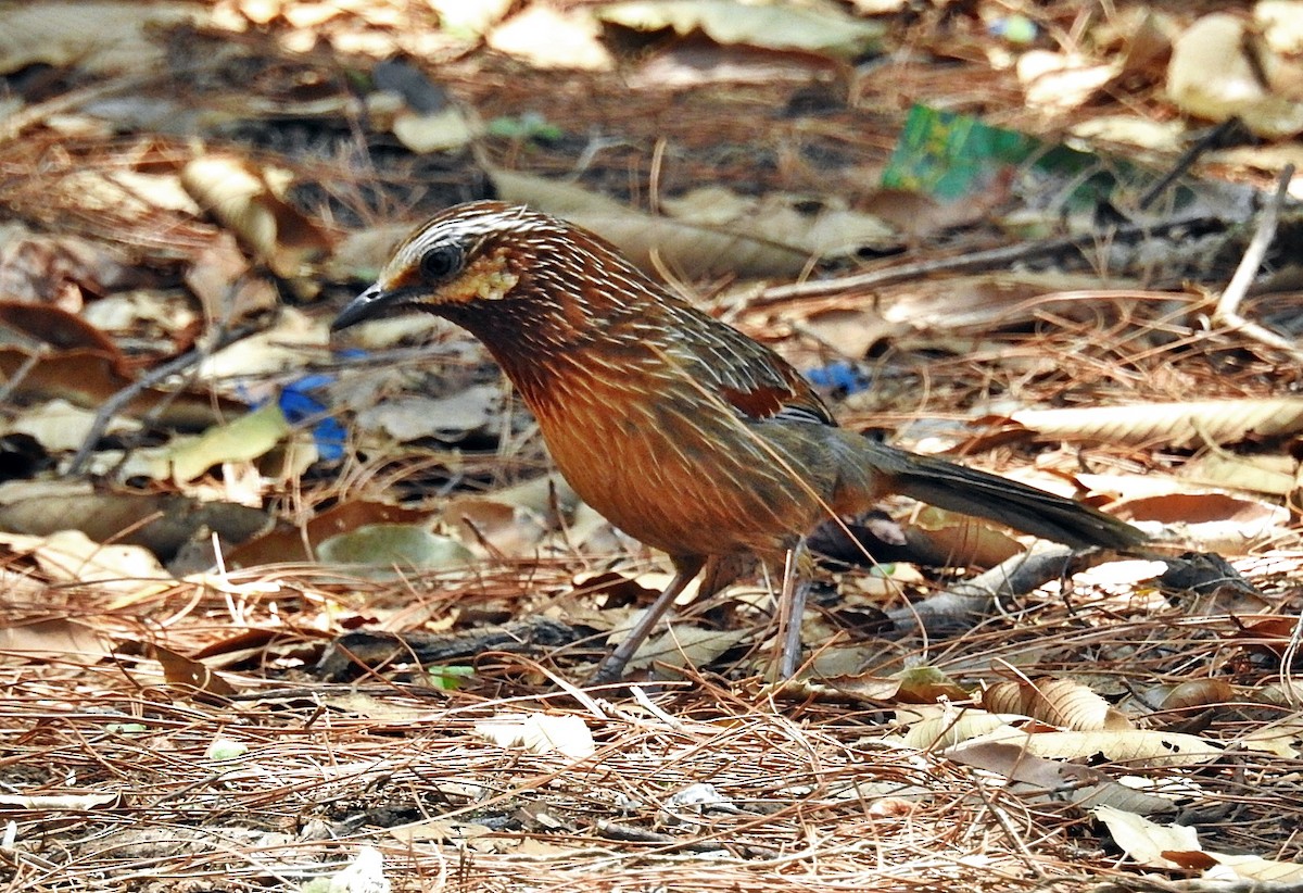 Striped Laughingthrush - ML645881582