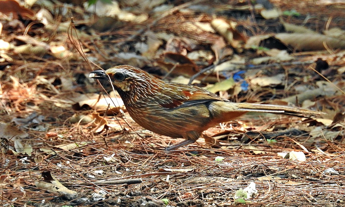 Striped Laughingthrush - ML645881583