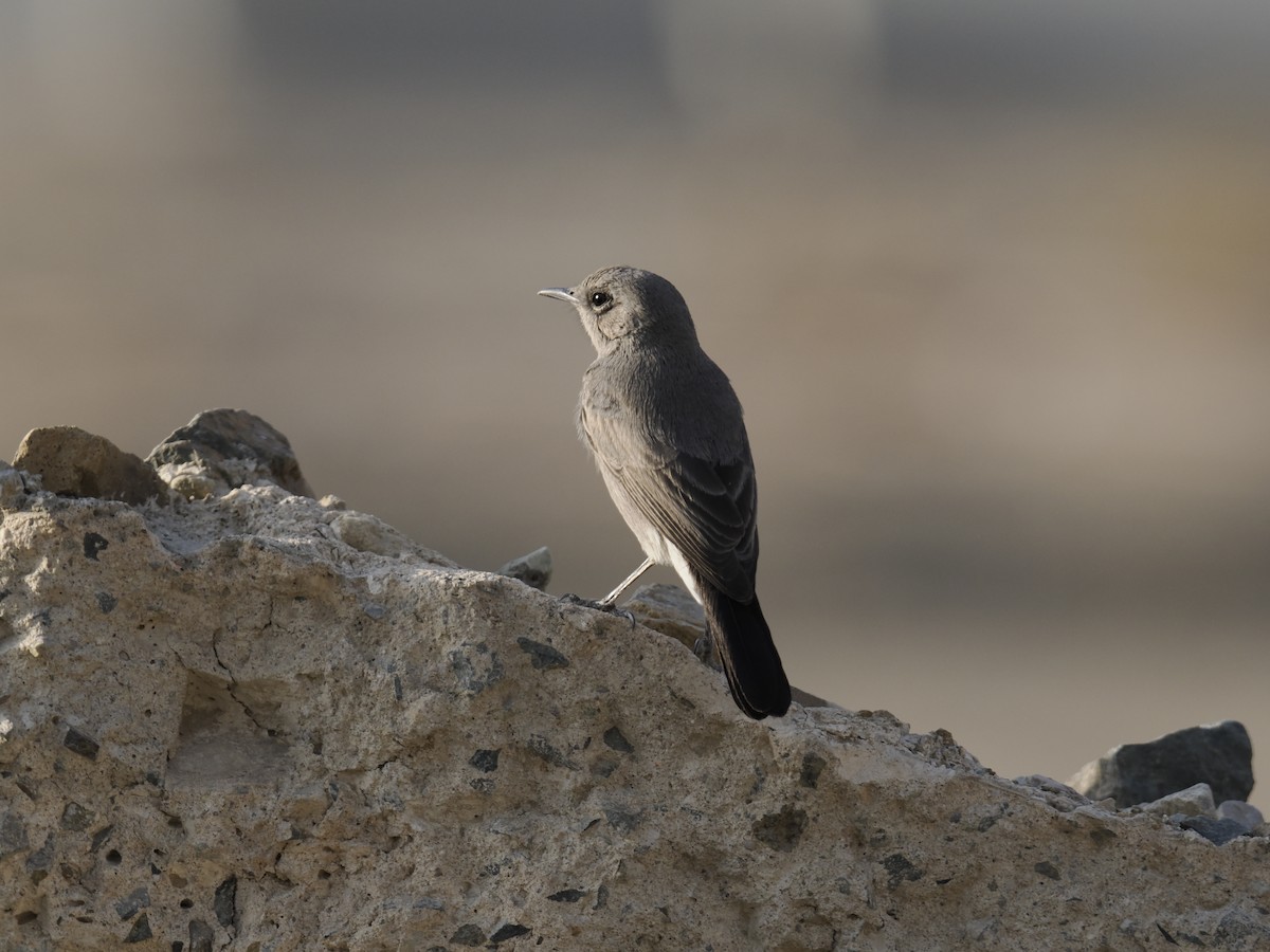 Blackstart - ML645881584