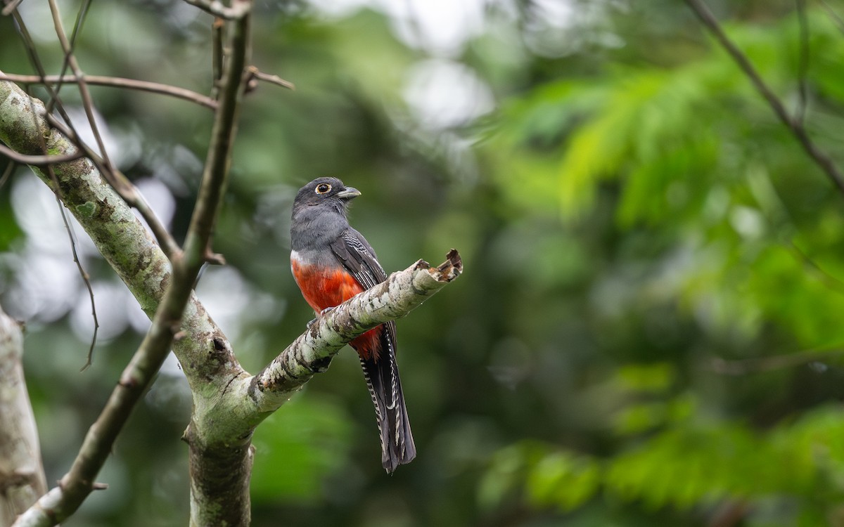 Blue-crowned Trogon - ML645881585