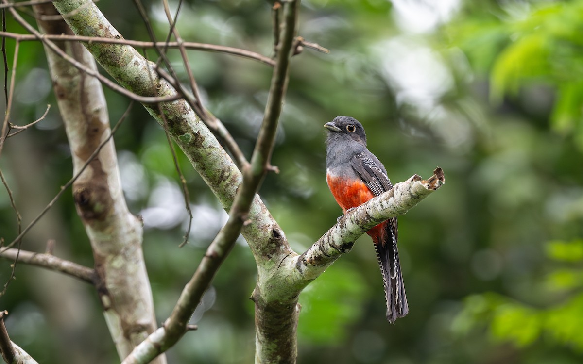 Blue-crowned Trogon - ML645881586