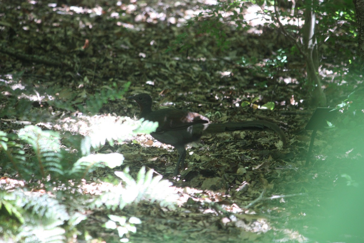 Superb Lyrebird - ML645881588