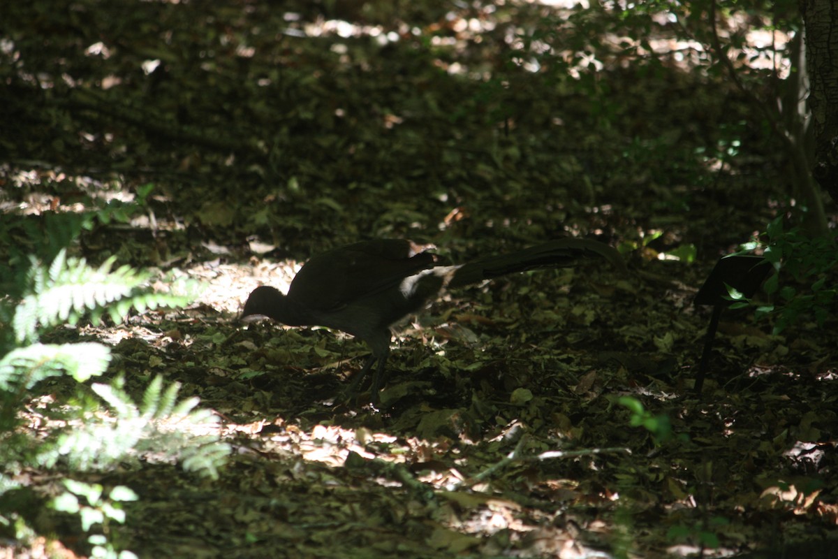 Superb Lyrebird - ML645881589
