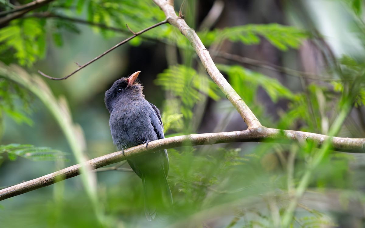 Black-fronted Nunbird - ML645881590