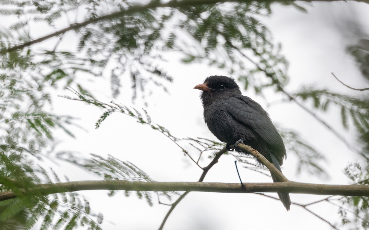 Black-fronted Nunbird - ML645881591