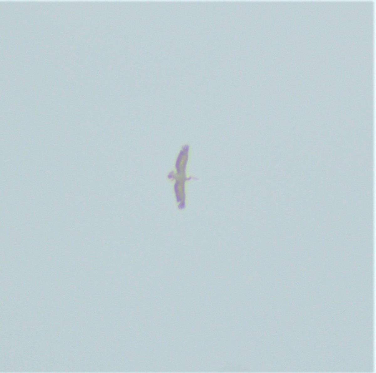 Spot-billed Pelican - ML645881592