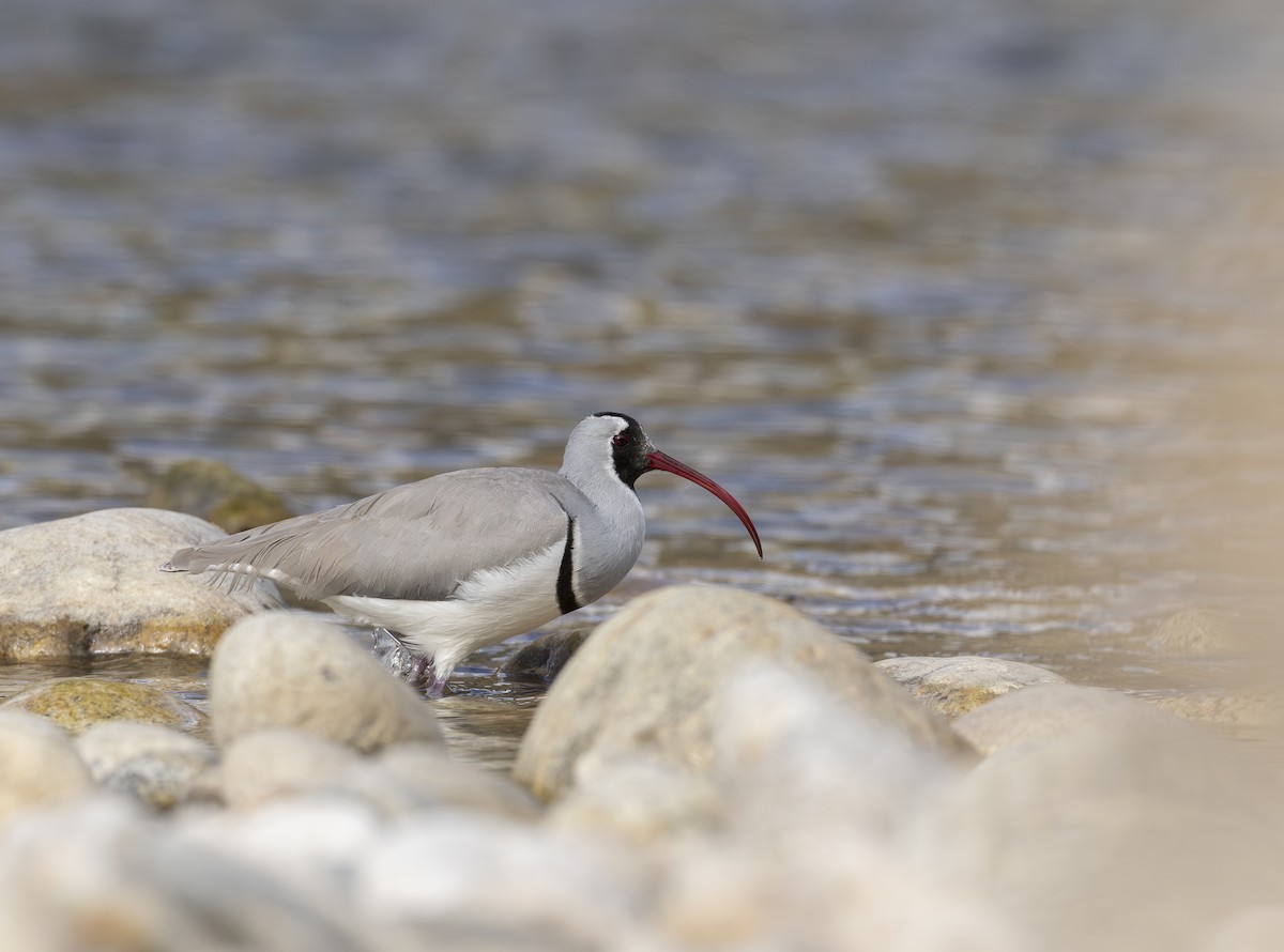 Ibisbill - ML645881600