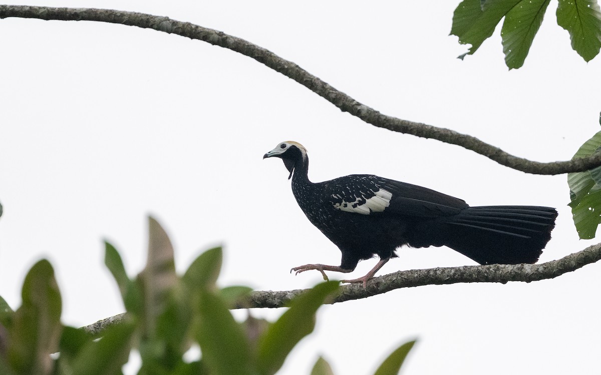 Абурі-крикун білоголовий - ML645881604