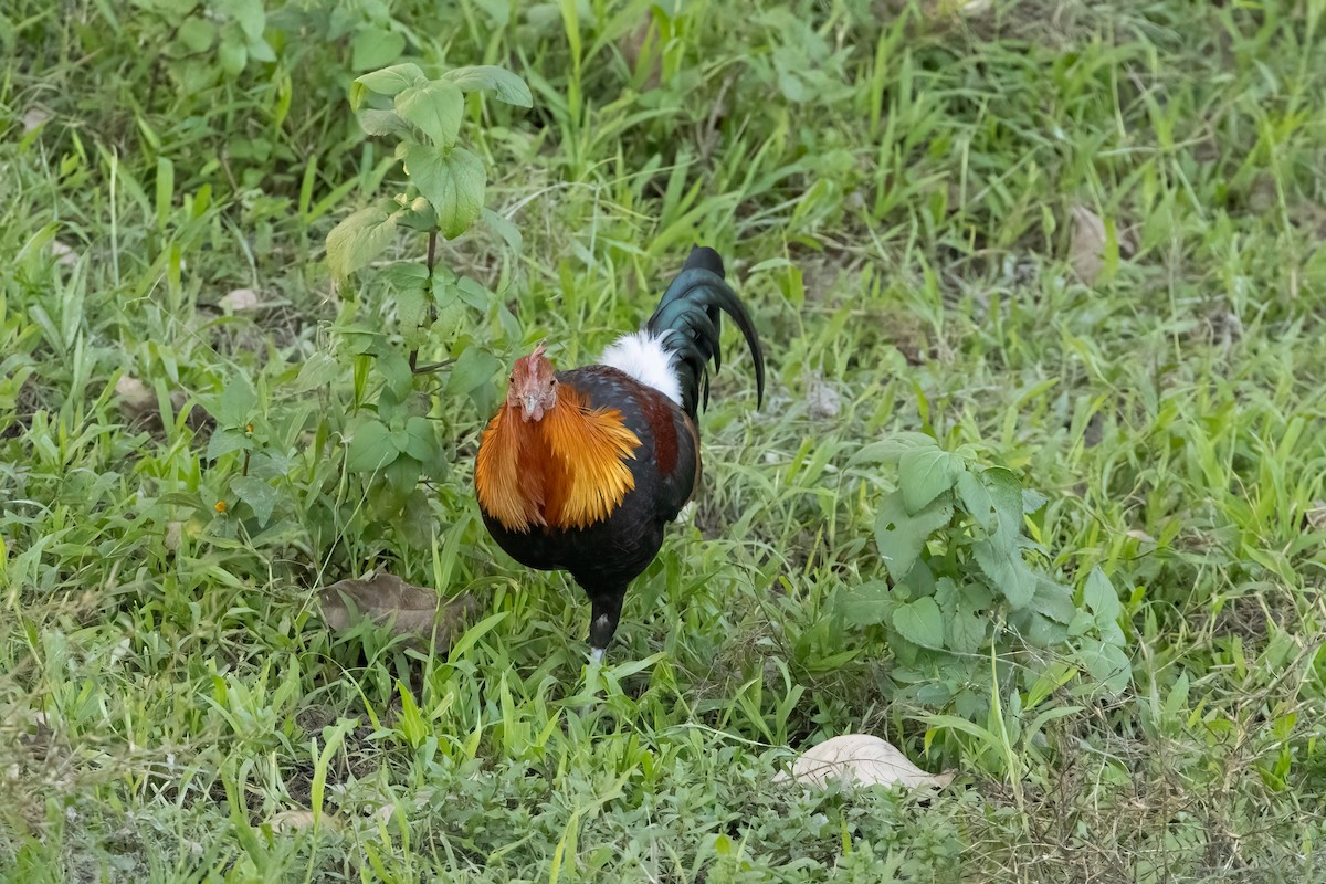 Red Junglefowl - Kalpesh Krishna