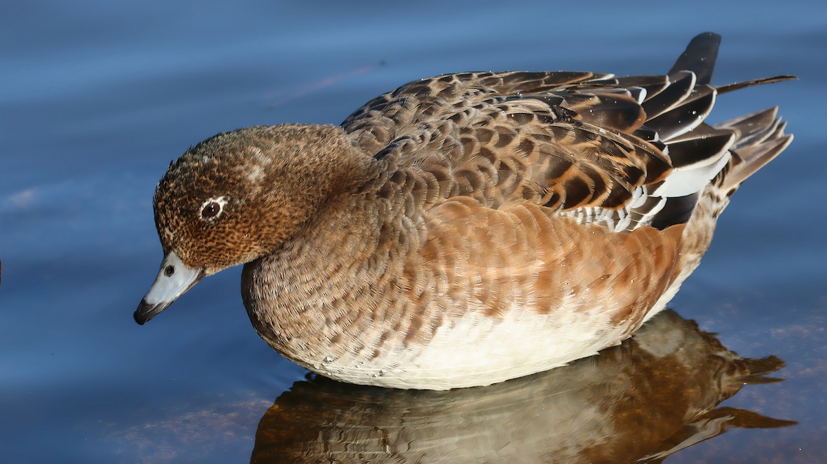 赤頸鴨 - ML645881621