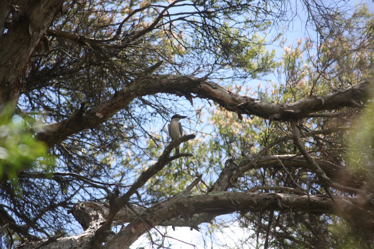 ヒジリショウビン - ML645881631