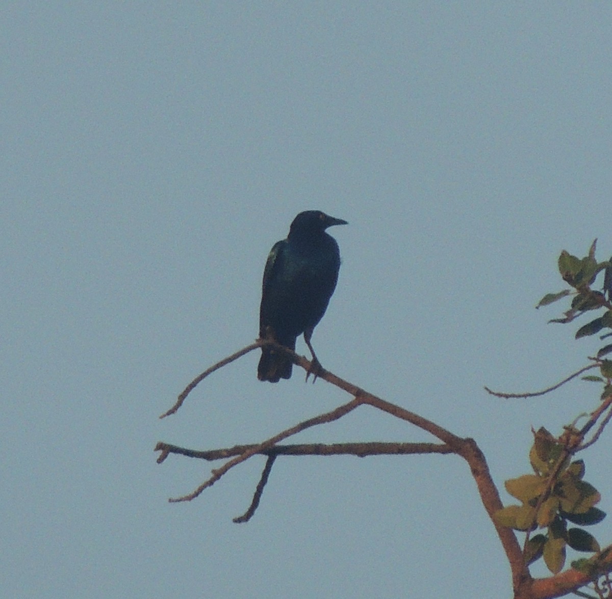 Estornino Purpúreo - ML645881636