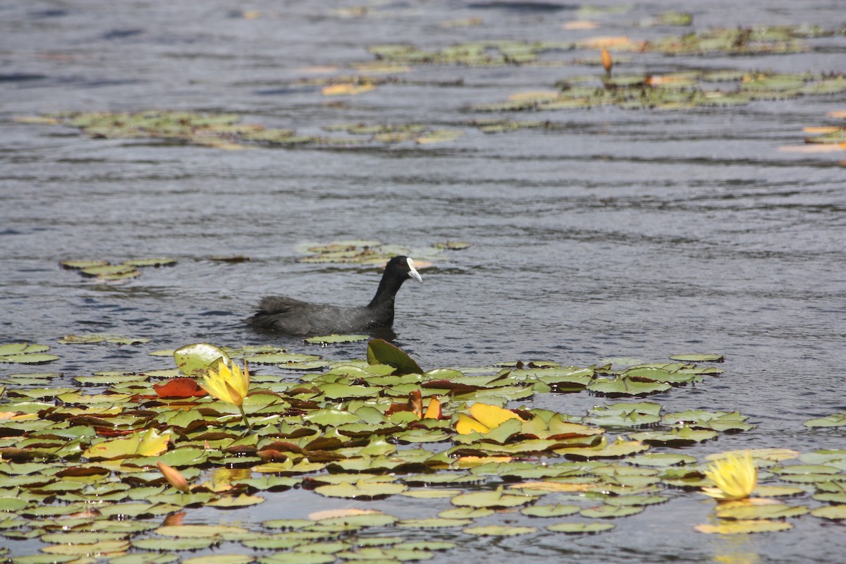 Focha Común - ML645881637