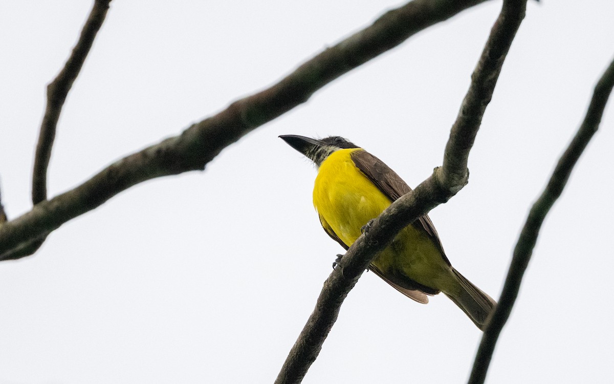 Bienteveo Pitanguá - ML645881638