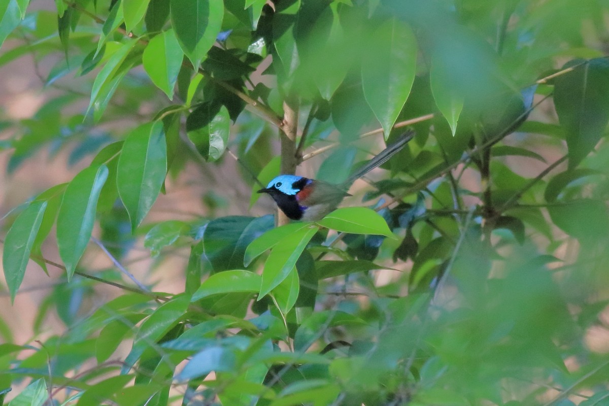 Maluro Variegado - ML645881639