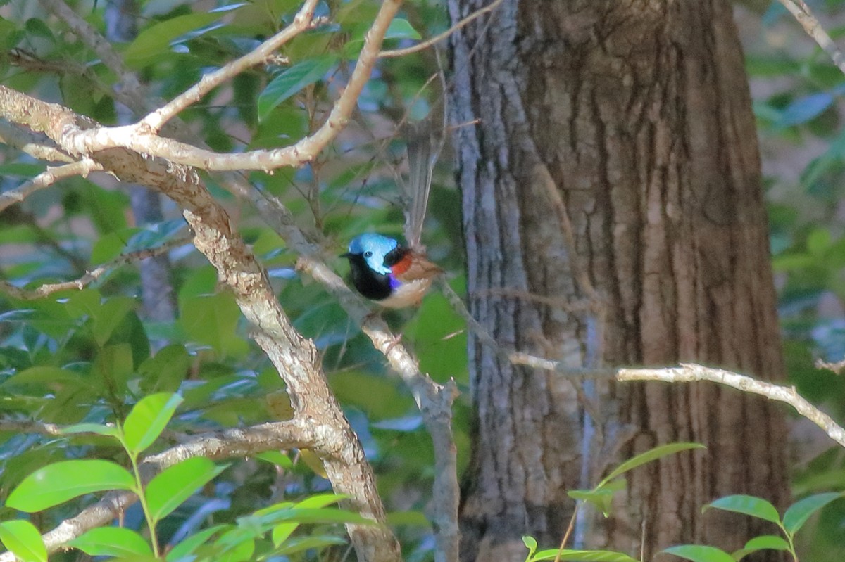 Maluro Variegado - ML645881640