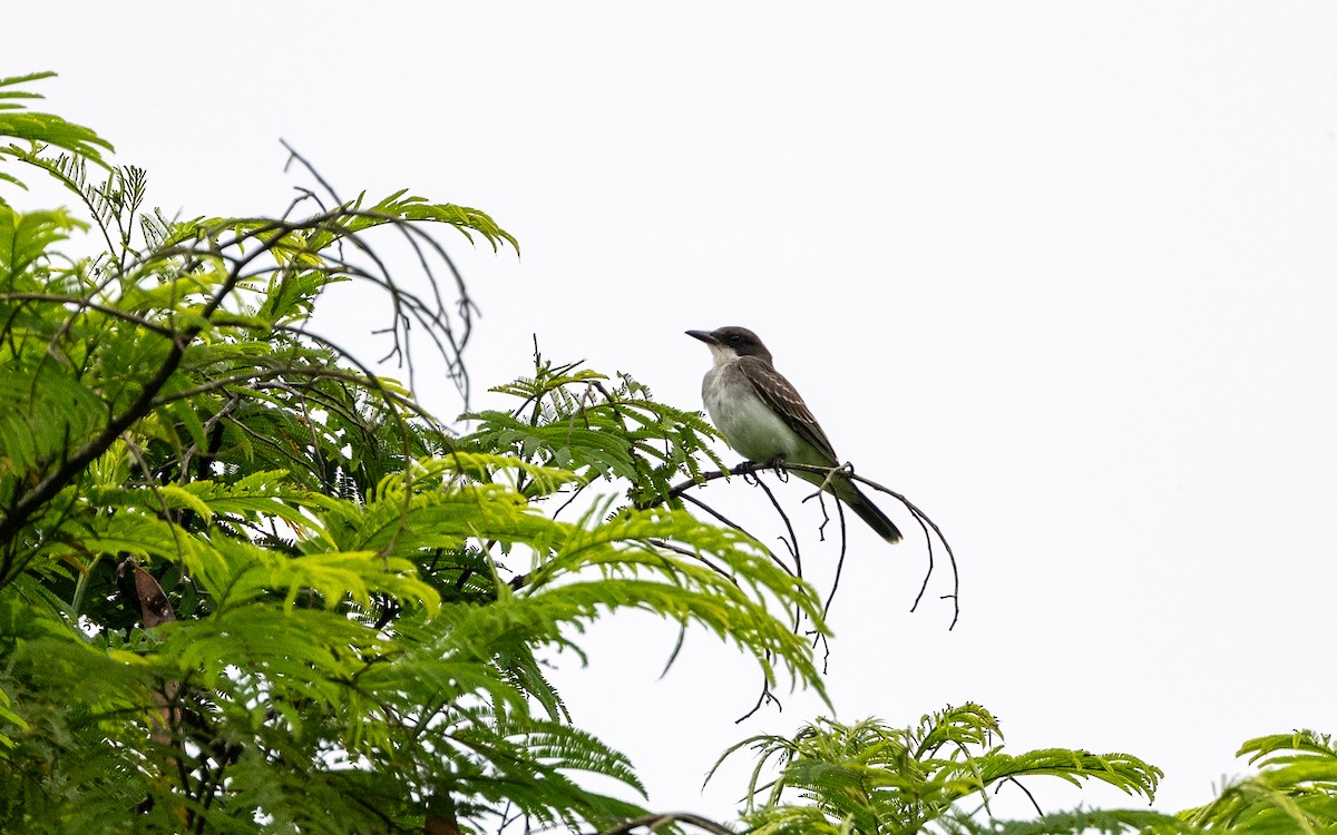 Tirano Oriental - ML645881645