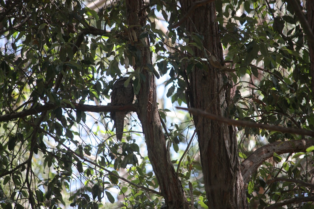 Podargo Australiano - ML645881646