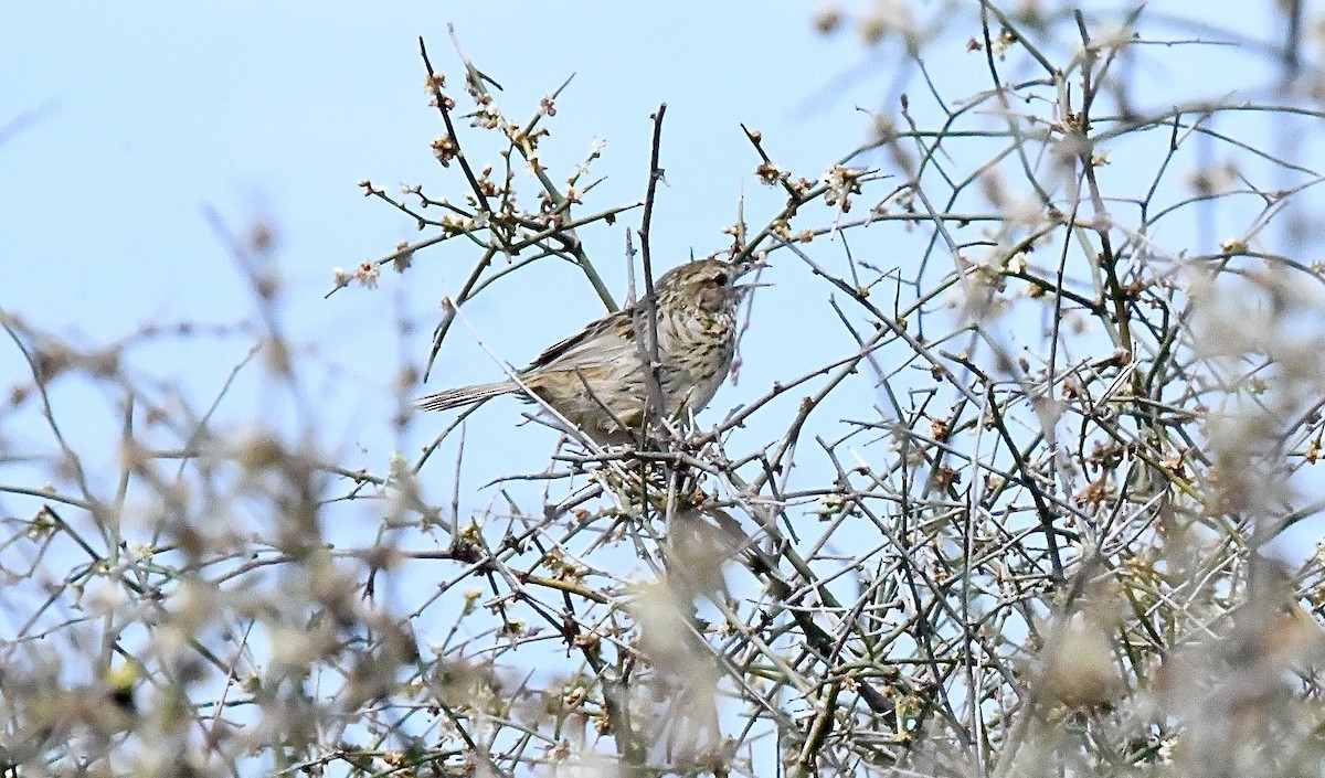 Sedosito Estriado - ML645881647