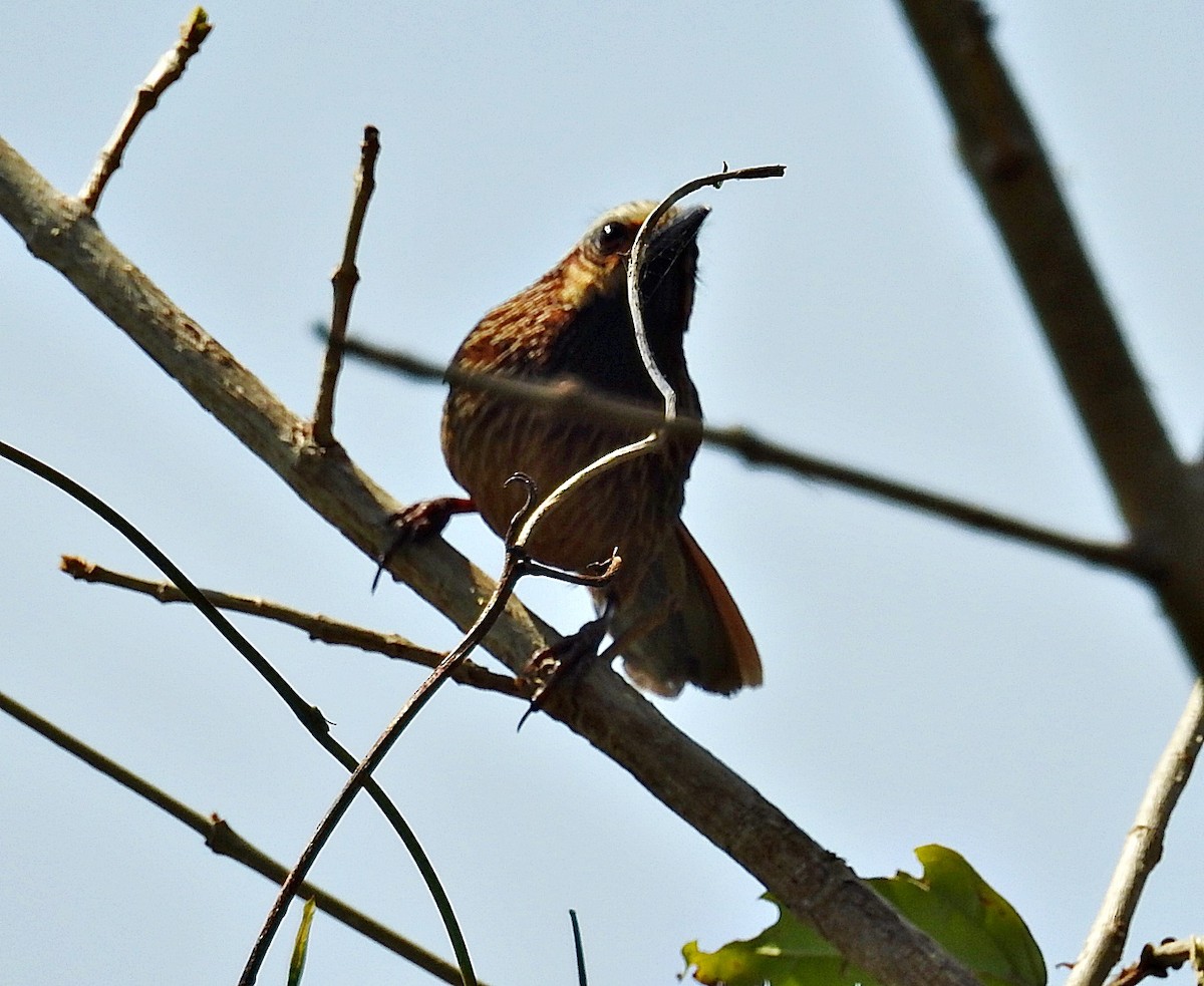 Charlatán Rayado - ML645881648