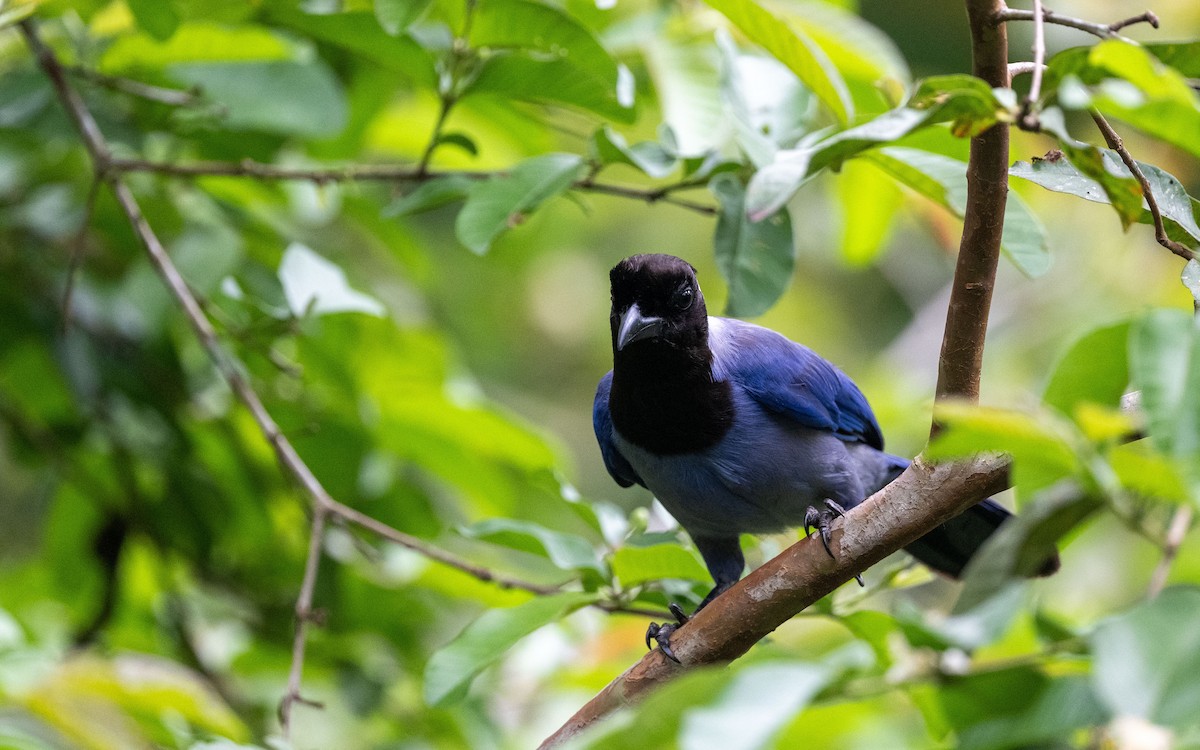 Chara Violácea - ML645881649