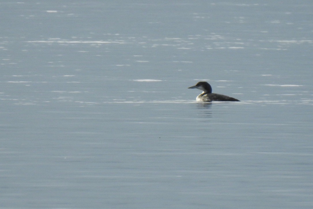 Common Loon - ML645881650