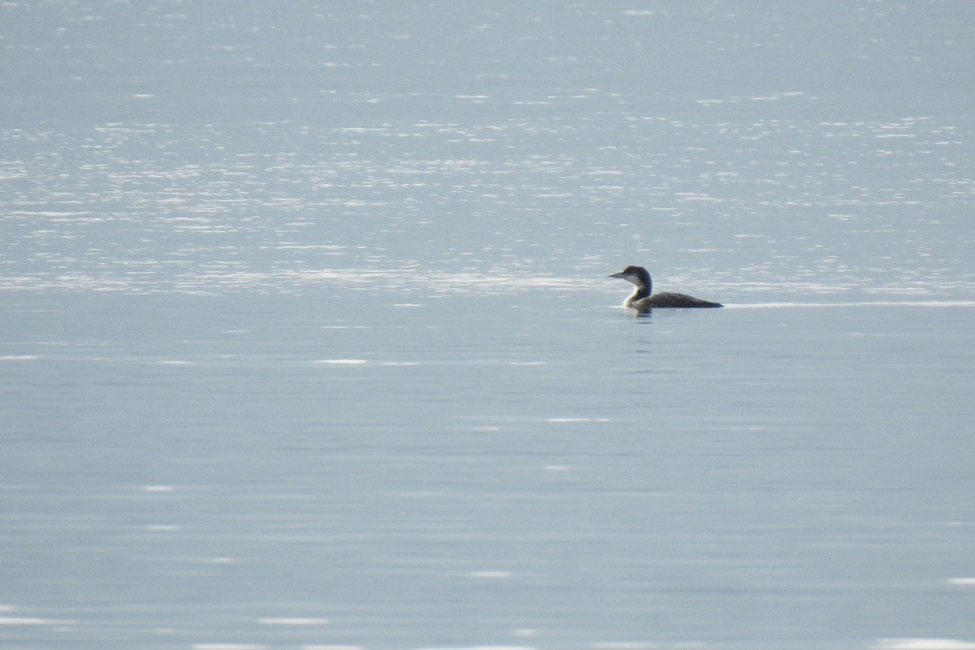 Common Loon - ML645881651