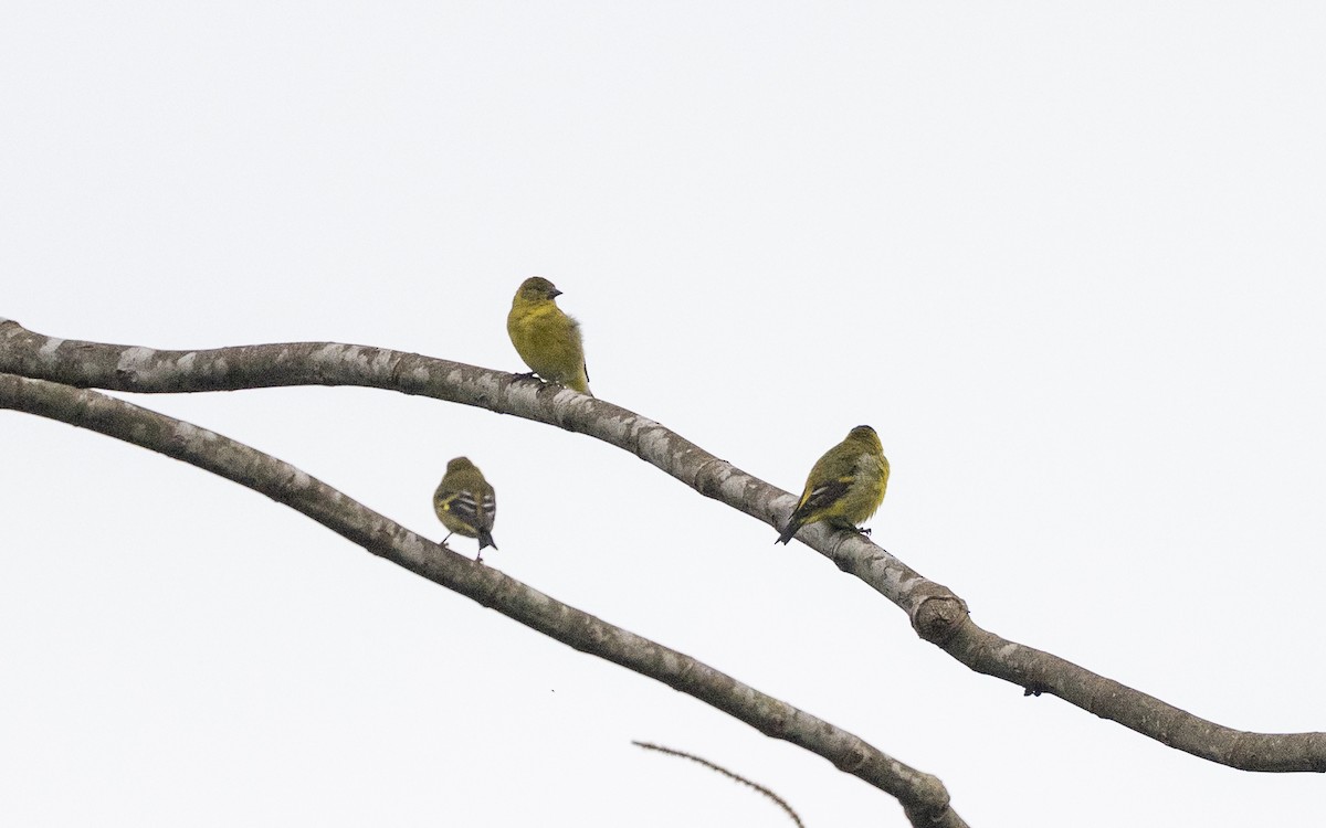 Jilguero Encapuchado - ML645881652