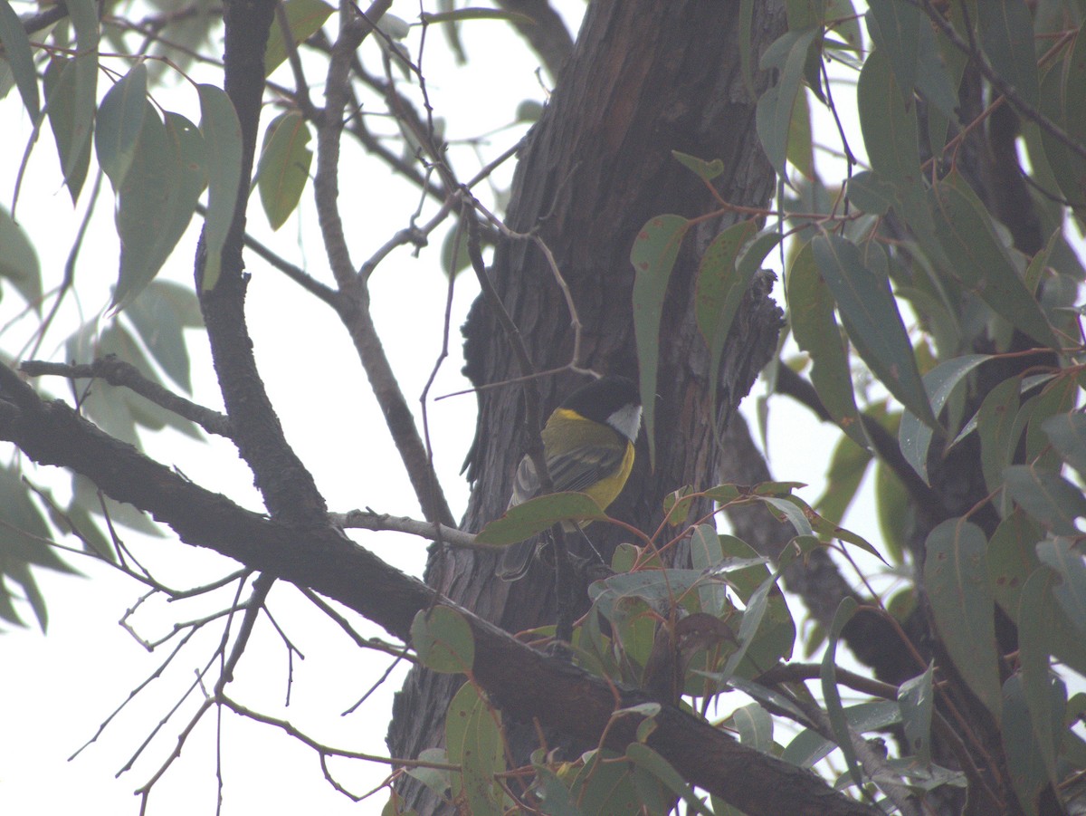 Silbador Dorado (Occidental) - ML645881653