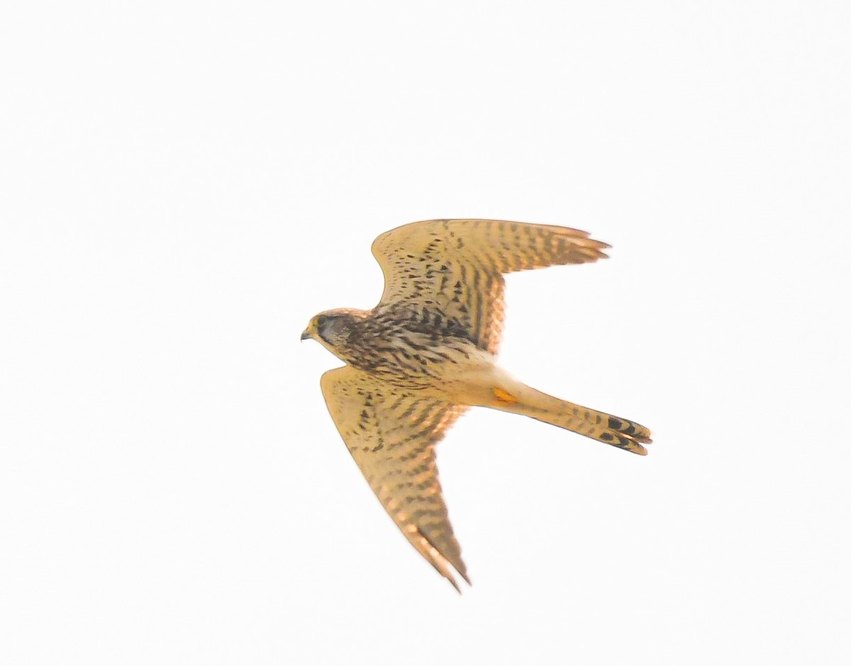 Cernícalo Vulgar - ML645881654