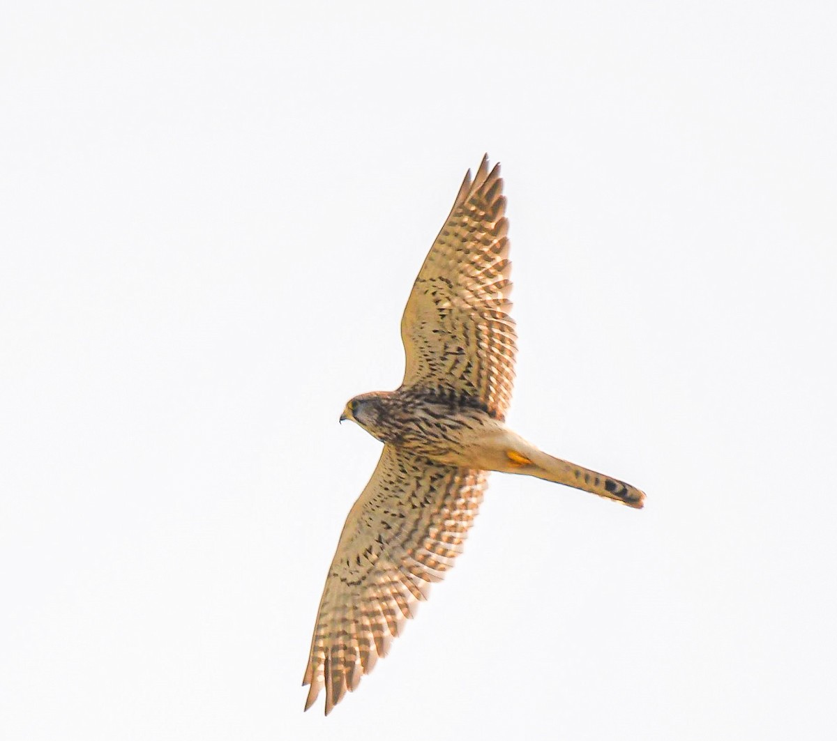 Cernícalo Vulgar - ML645881655