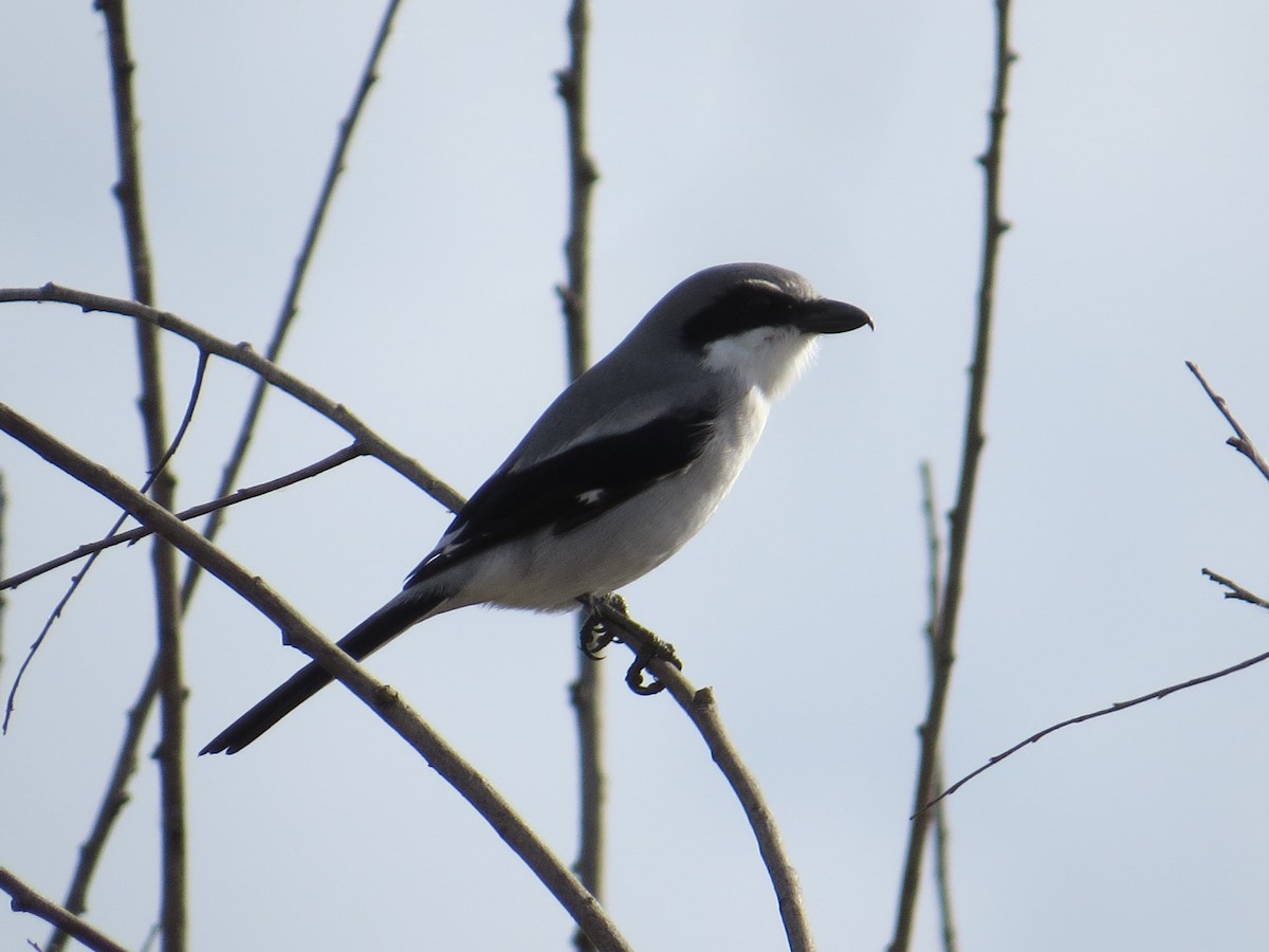 Alcaudón Americano - ML645881656