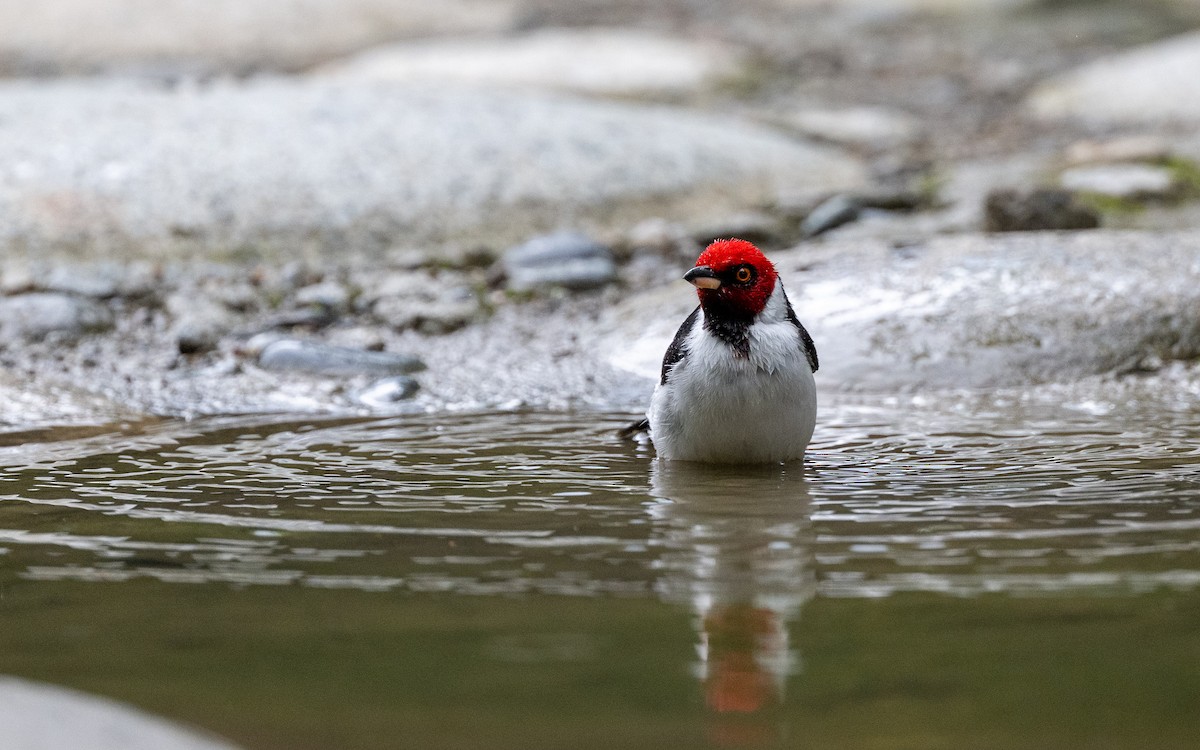 Cardenilla Capirroja (Norteña) - ML645881657