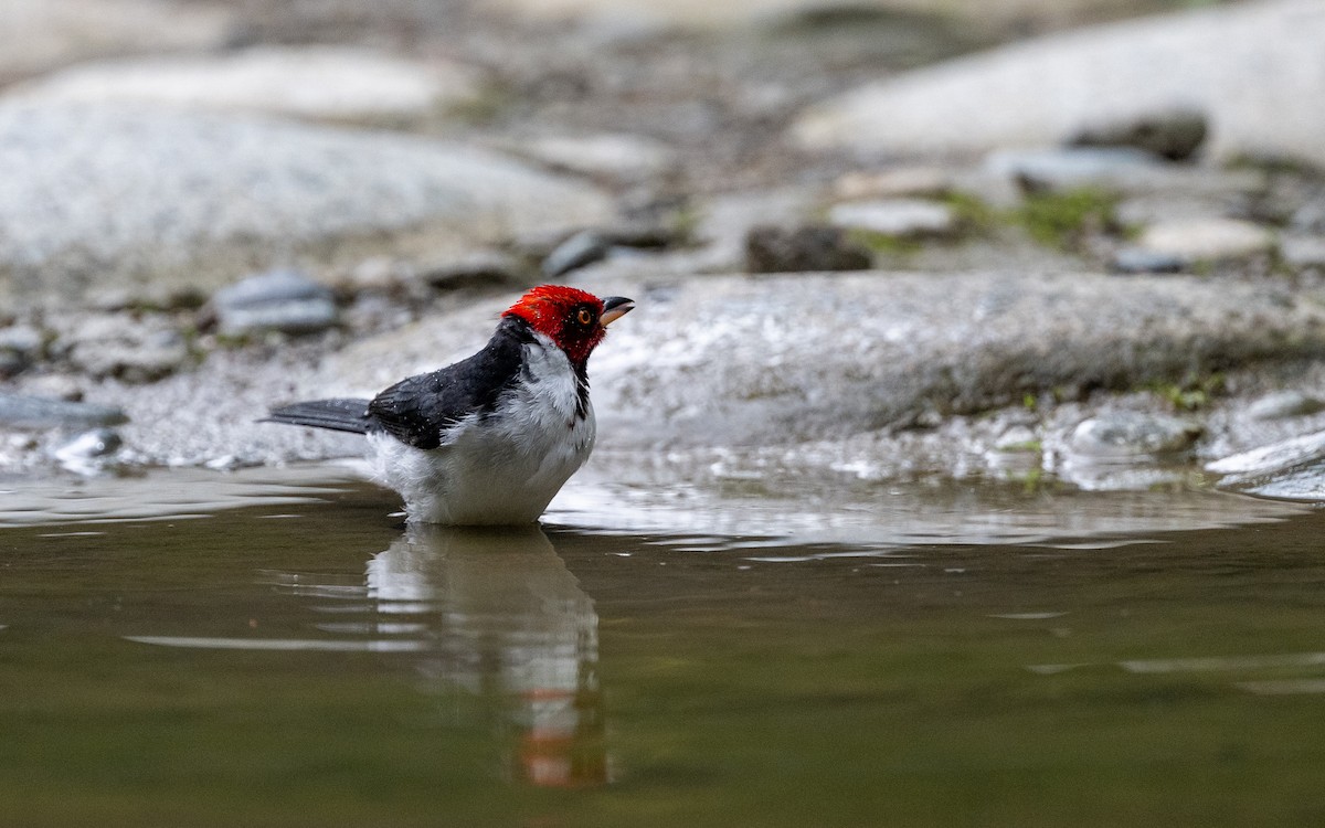 Cardenilla Capirroja (Norteña) - ML645881658