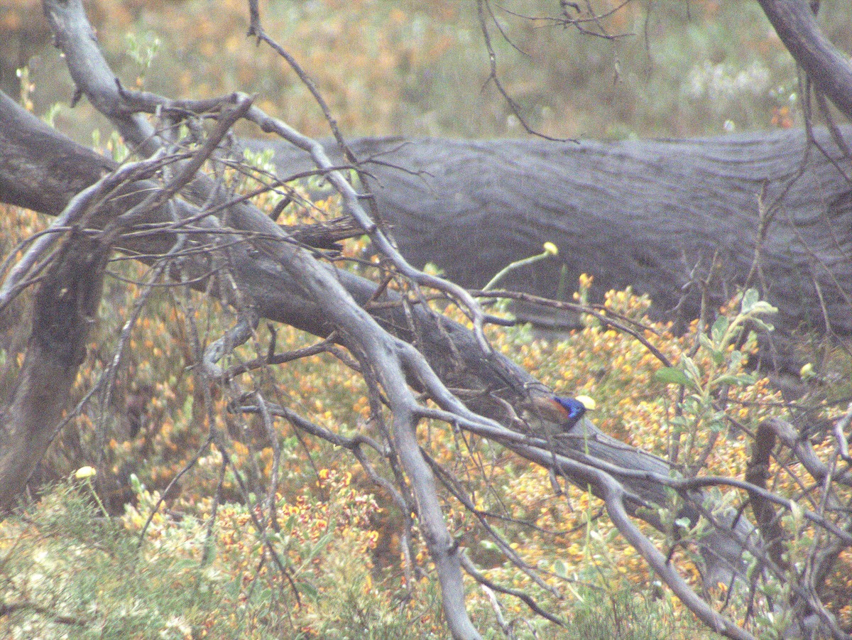 Maluro Pechiazul - ML645881659