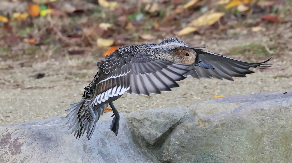 Ánade Rabudo - ML645881660