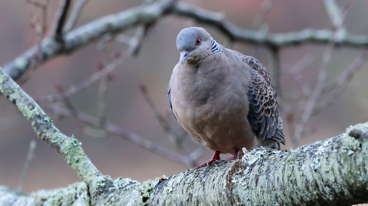 Tórtola Oriental - ML645881661