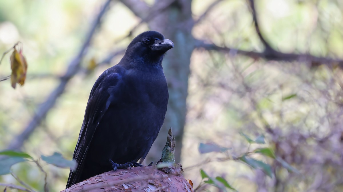 Cuervo Picudo - ML645881662