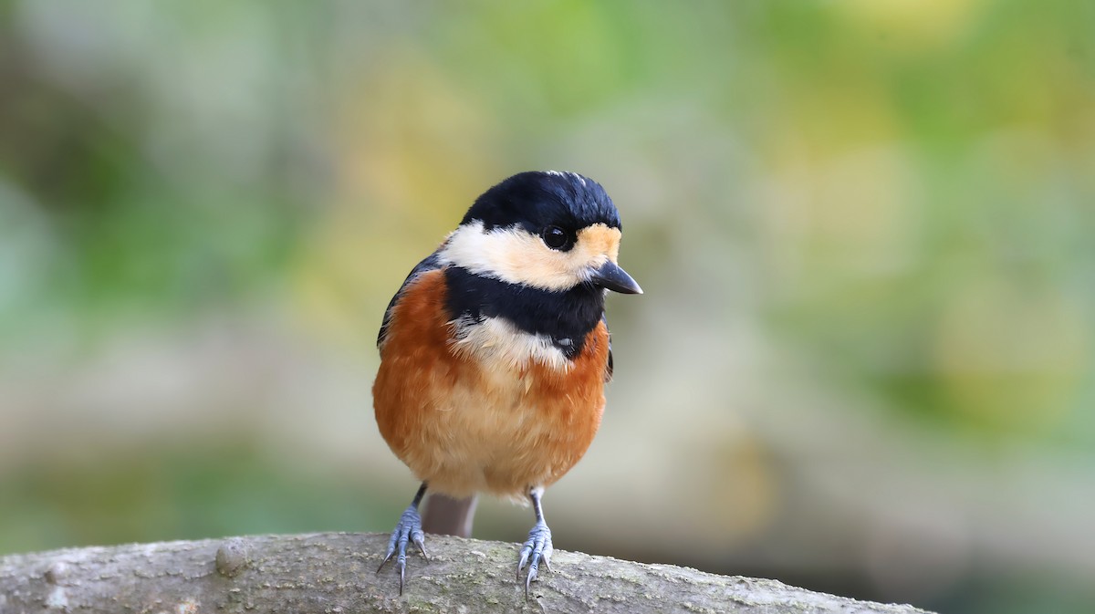 Carbonero Variado - ML645881663