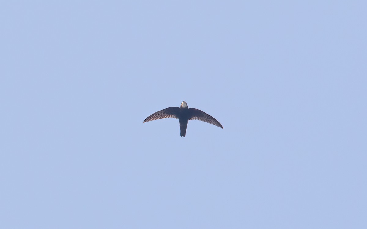 Salangana de Malabar - ML645881664