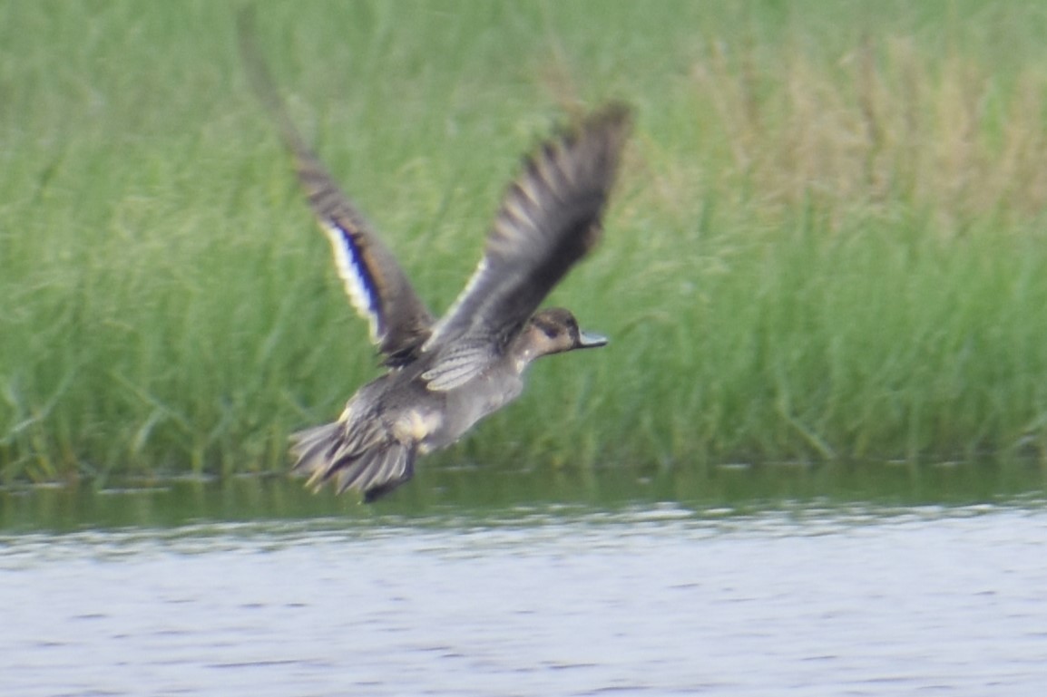 Ánade Rabudo - ML645881666