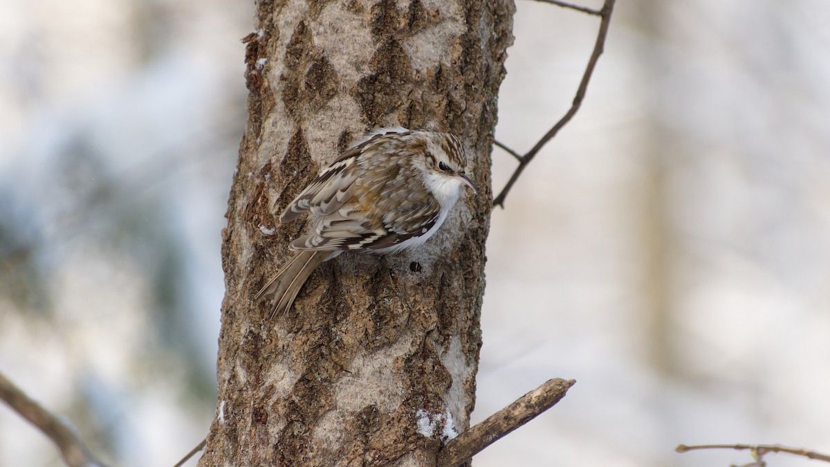 Agateador Euroasiático - ML645881672