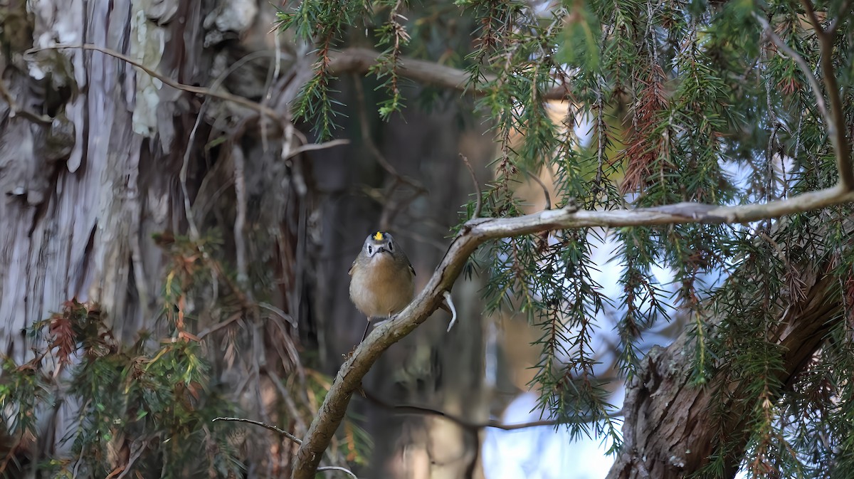Reyezuelo Sencillo - ML645881675