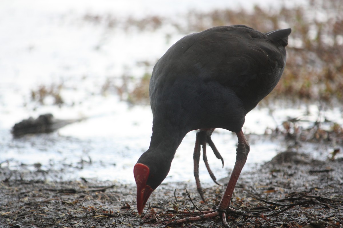 Calamón Australiano - ML645881679